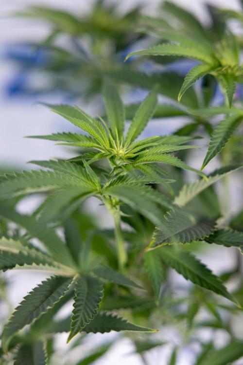 Nectar Drip #5 Clone - Zamnesia x B&B. Week 6 - Nectar Drip #5 x Tical - Clone - No Tecniques - 1st Week Bloom