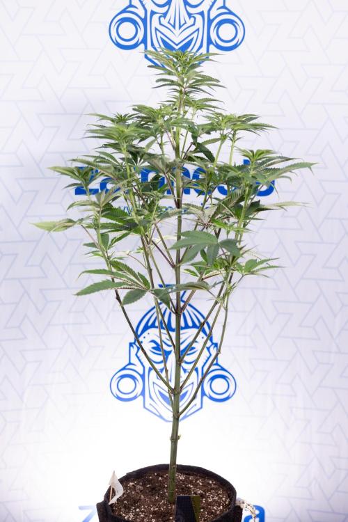 Nectar Drip #5 Clone - Zamnesia x B&B. Week 6 - Nectar Drip #5 x Tical - Clone - No Tecniques - 1st Week Bloom