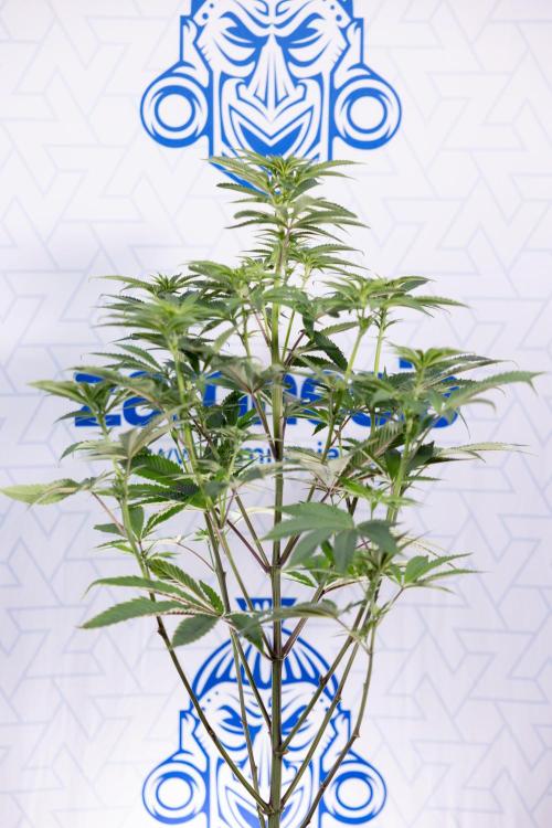 Nectar Drip #5 Clone - Zamnesia x B&B. Week 6 - Nectar Drip #5 x Tical - Clone - No Tecniques - 1st Week Bloom