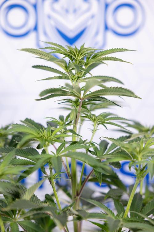 Nectar Drip #5 Clone - Zamnesia x B&B. Week 6 - Nectar Drip #5 x Tical - Clone - No Tecniques - 1st Week Bloom