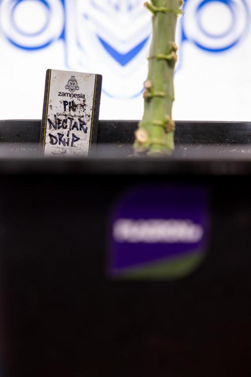 Nectar Drip #4 - Zamnesia x Tical x B&B. Week 8 - Nectar Drip #4 - Zamnesia x Tical - No Techniques - 1st Week Bloom