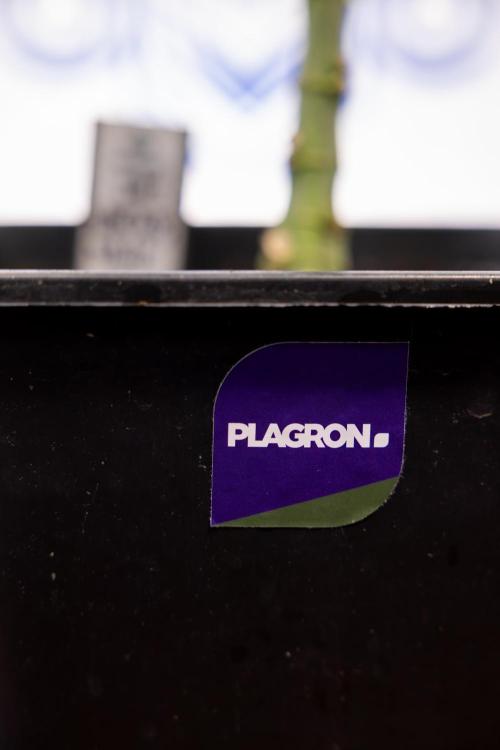 Nectar Drip #4 - Zamnesia x Tical x B&B. Week 8 - Nectar Drip #4 - Zamnesia x Tical - No Techniques - 1st Week Bloom