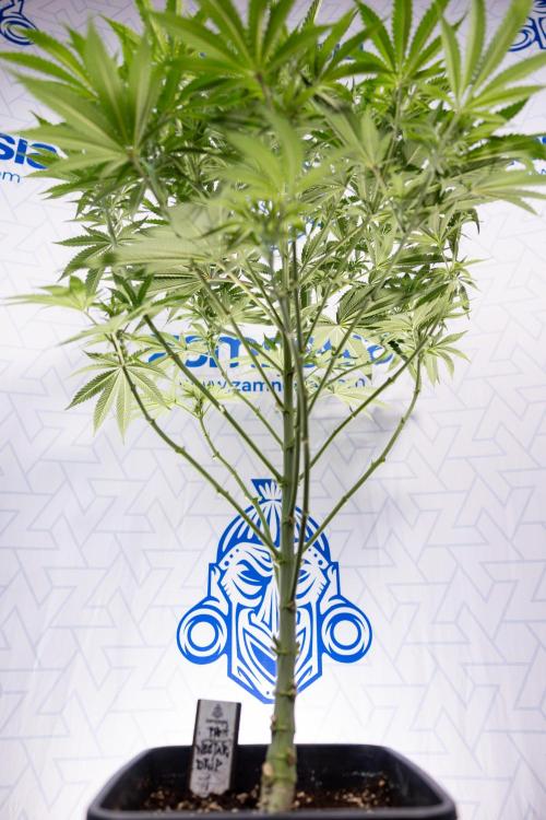 Nectar Drip #4 - Zamnesia x Tical x B&B. Week 8 - Nectar Drip #4 - Zamnesia x Tical - No Techniques - 1st Week Bloom