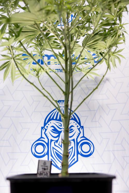 Nectar Drip #4 - Zamnesia x Tical x B&B. Week 8 - Nectar Drip #4 - Zamnesia x Tical - No Techniques - 1st Week Bloom