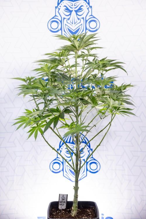 Nectar Drip #4 - Zamnesia x Tical x B&B. Week 8 - Nectar Drip #4 - Zamnesia x Tical - No Techniques - 1st Week Bloom