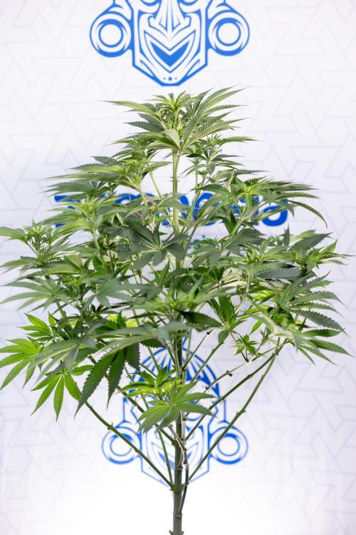 Nectar Drip #4 - Zamnesia x Tical x B&B. Week 8 - Nectar Drip #4 - Zamnesia x Tical - No Techniques - 1st Week Bloom