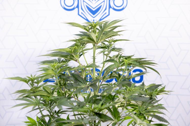 Nectar Drip #4 - Zamnesia x Tical x B&B. Week 8 - Nectar Drip #4 - Zamnesia x Tical - No Techniques - 1st Week Bloom