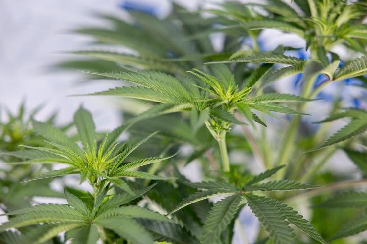 Nectar Drip #4 - Zamnesia x Tical x B&B. Week 8 - Nectar Drip #4 - Zamnesia x Tical - No Techniques - 1st Week Bloom