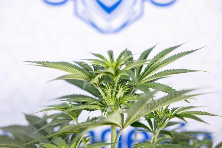 Nectar Drip #4 - Zamnesia x Tical x B&B. Week 8 - Nectar Drip #4 - Zamnesia x Tical - No Techniques - 1st Week Bloom