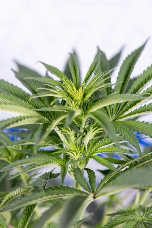 Nectar Drip #4 - Zamnesia x Tical x B&B. Week 8 - Nectar Drip #4 - Zamnesia x Tical - No Techniques - 1st Week Bloom