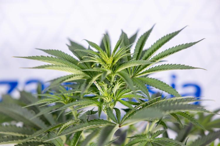 Nectar Drip #4 - Zamnesia x Tical x B&B. Week 8 - Nectar Drip #4 - Zamnesia x Tical - No Techniques - 1st Week Bloom