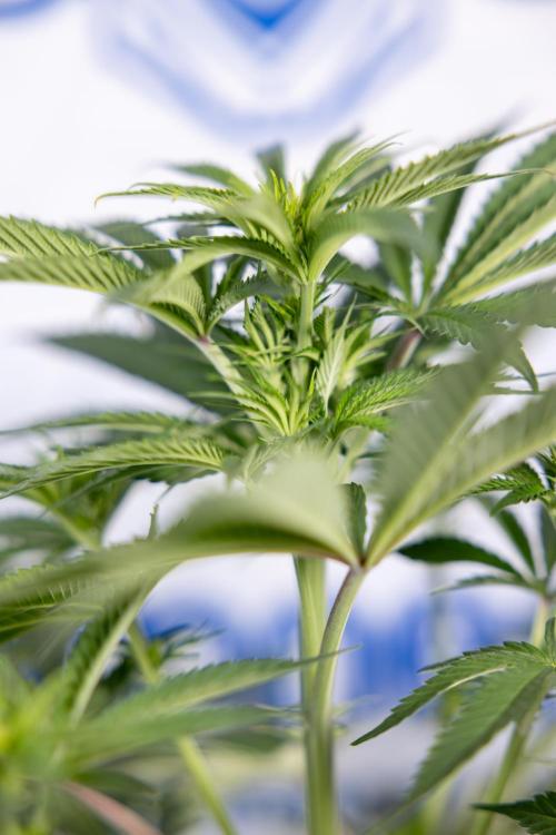 Nectar Drip #4 - Zamnesia x Tical x B&B. Week 8 - Nectar Drip #4 - Zamnesia x Tical - No Techniques - 1st Week Bloom