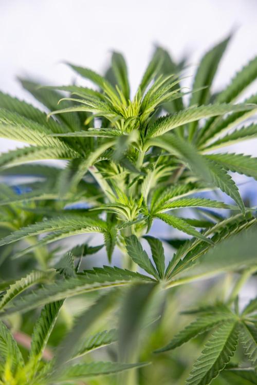 Nectar Drip #4 - Zamnesia x Tical x B&B. Week 8 - Nectar Drip #4 - Zamnesia x Tical - No Techniques - 1st Week Bloom