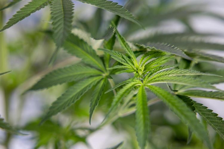 Nectar Drip #4 - Zamnesia x Tical x B&B. Week 8 - Nectar Drip #4 - Zamnesia x Tical - No Techniques - 1st Week Bloom