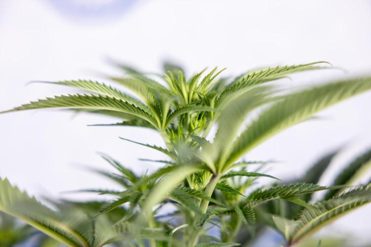 Nectar Drip #4 - Zamnesia x Tical x B&B. Week 8 - Nectar Drip #4 - Zamnesia x Tical - No Techniques - 1st Week Bloom