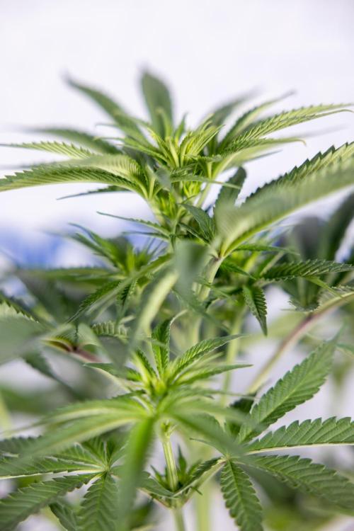 Nectar Drip #4 - Zamnesia x Tical x B&B. Week 8 - Nectar Drip #4 - Zamnesia x Tical - No Techniques - 1st Week Bloom