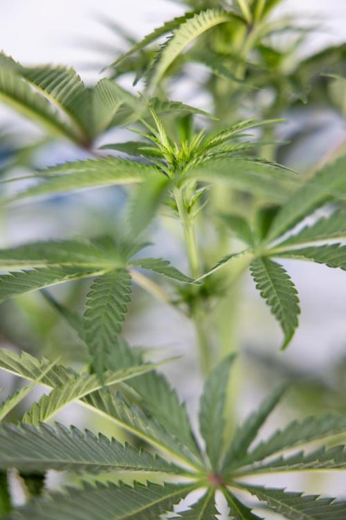 Nectar Drip #4 - Zamnesia x Tical x B&B. Week 8 - Nectar Drip #4 - Zamnesia x Tical - No Techniques - 1st Week Bloom