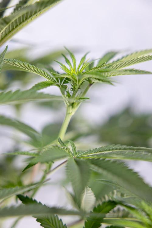 Nectar Drip #4 - Zamnesia x Tical x B&B. Week 8 - Nectar Drip #4 - Zamnesia x Tical - No Techniques - 1st Week Bloom