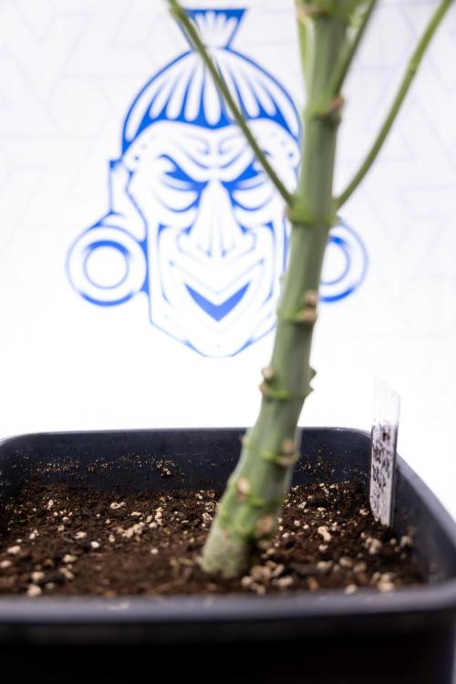 Nectar Drip #4 - Zamnesia x Tical x B&B. Week 8 - Nectar Drip #4 - Zamnesia x Tical - No Techniques - 1st Week Bloom