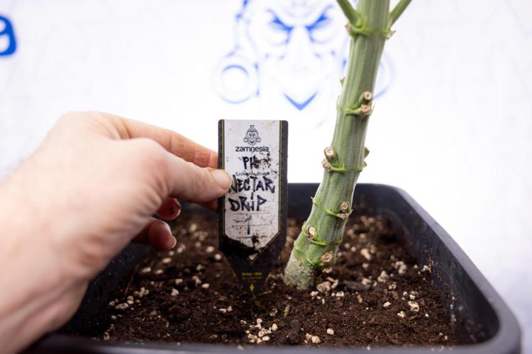 Nectar Drip #4 - Zamnesia x Tical x B&B. Week 8 - Nectar Drip #4 - Zamnesia x Tical - No Techniques - 1st Week Bloom