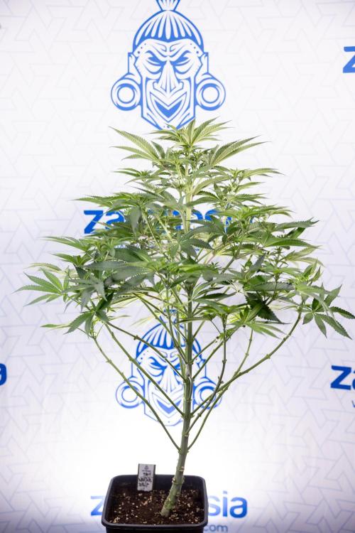 Nectar Drip #4 - Zamnesia x Tical x B&B. Week 8 - Nectar Drip #4 - Zamnesia x Tical - No Techniques - 1st Week Bloom