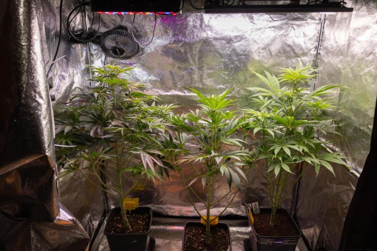 Nectar Drip #4 - Zamnesia x Tical x B&B. Week 8 - Zamnesia x Plagron - Photoperiodic Little box 3