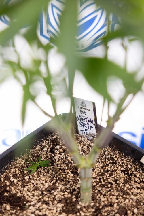 Nectar Drip #3 - Zamnesia x Tical x B&B. Week 7 - Nectar Drip #3 - Zamnesia x Tical - Main Lining no LST - 1st Week Bloom