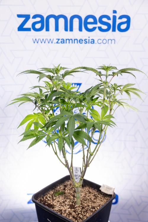 Nectar Drip #3 - Zamnesia x Tical x B&B. Week 7 - Nectar Drip #3 - Zamnesia x Tical - Main Lining no LST - 1st Week Bloom