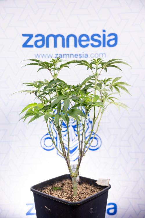 Nectar Drip #3 - Zamnesia x Tical x B&B. Week 7 - Nectar Drip #3 - Zamnesia x Tical - Main Lining no LST - 1st Week Bloom