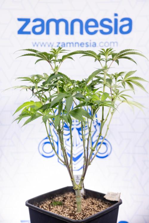 Nectar Drip #3 - Zamnesia x Tical x B&B. Week 7 - Nectar Drip #3 - Zamnesia x Tical - Main Lining no LST - 1st Week Bloom