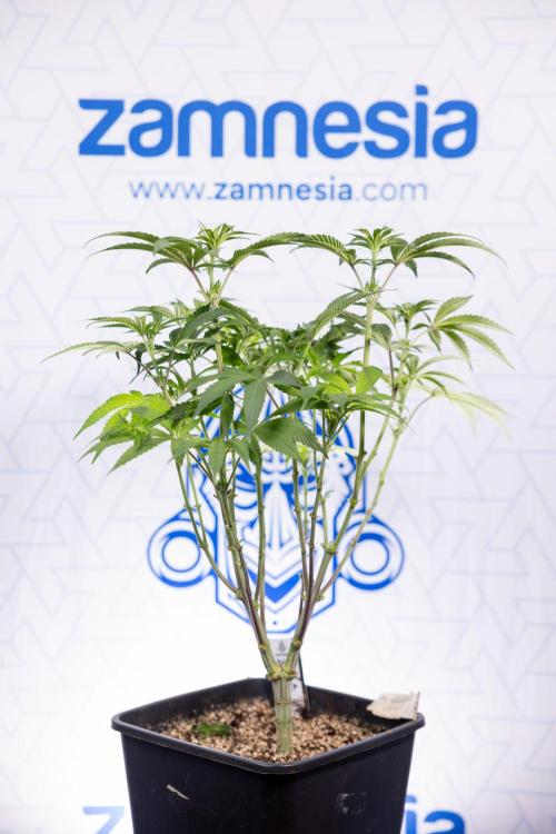 Nectar Drip #3 - Zamnesia x Tical x B&B. Week 7 - Nectar Drip #3 - Zamnesia x Tical - Main Lining no LST - 1st Week Bloom