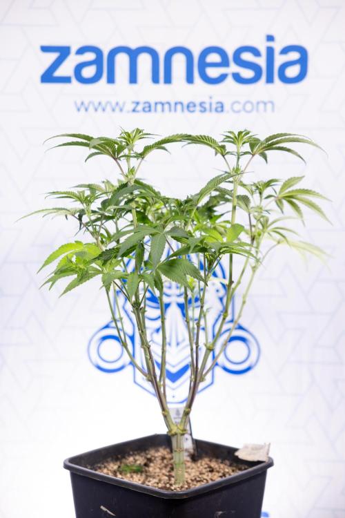 Nectar Drip #3 - Zamnesia x Tical x B&B. Week 7 - Nectar Drip #3 - Zamnesia x Tical - Main Lining no LST - 1st Week Bloom