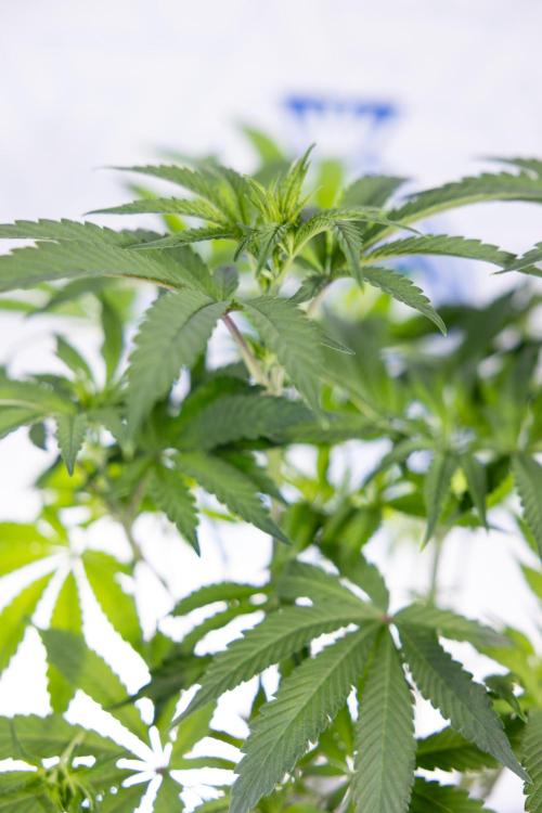 Nectar Drip #3 - Zamnesia x Tical x B&B. Week 7 - Nectar Drip #3 - Zamnesia x Tical - Main Lining no LST - 1st Week Bloom