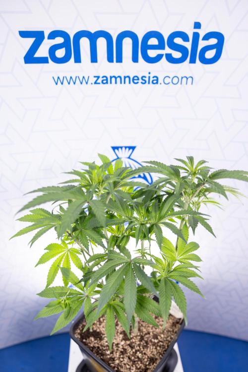 Nectar Drip #3 - Zamnesia x Tical x B&B. Week 7 - Nectar Drip #3 - Zamnesia x Tical - Main Lining no LST - 1st Week Bloom