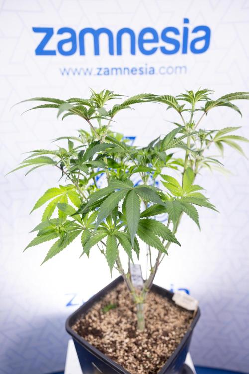 Nectar Drip #3 - Zamnesia x Tical x B&B. Week 7 - Nectar Drip #3 - Zamnesia x Tical - Main Lining no LST - 1st Week Bloom