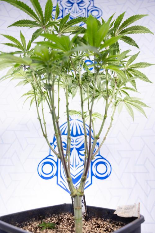 Nectar Drip #3 - Zamnesia x Tical x B&B. Week 7 - Nectar Drip #3 - Zamnesia x Tical - Main Lining no LST - 1st Week Bloom