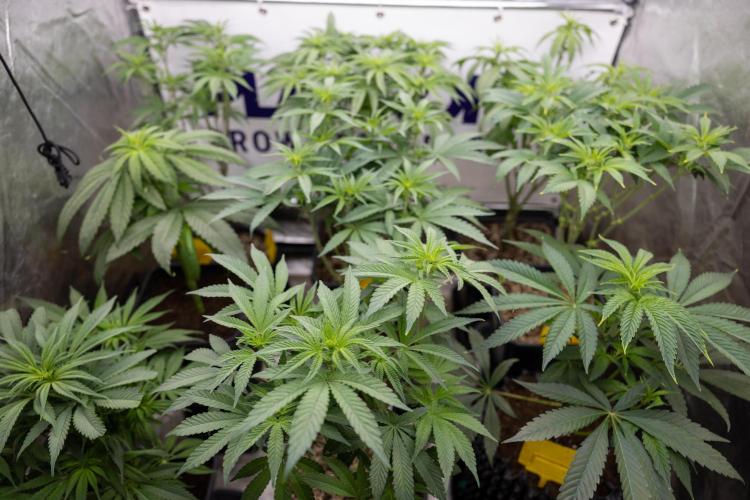 Nectar Drip #3 - Zamnesia x Tical x B&B. Week 7 - Zamnesia x Plagron - Photoperiodic Box 1