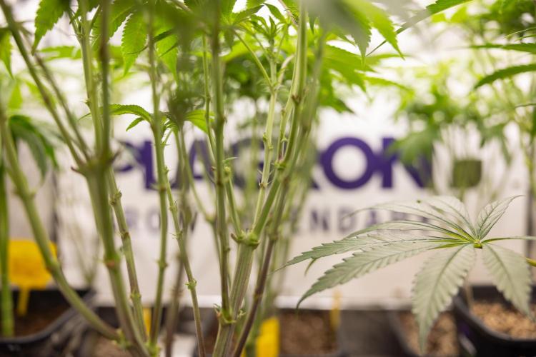 Nectar Drip #3 - Zamnesia x Tical x B&B. Week 7 - Zamnesia x Plagron - Photoperiodic Box 1