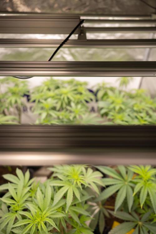 Nectar Drip #3 - Zamnesia x Tical x B&B. Week 7 - Zamnesia x Plagron - Photoperiodic Box 1