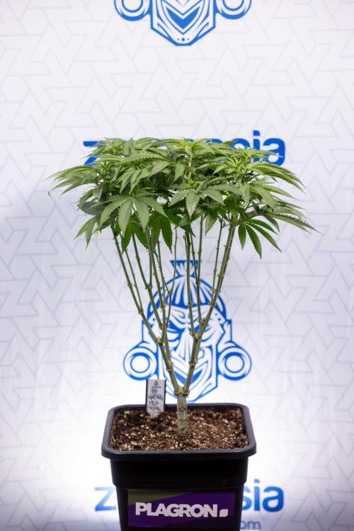 Nectar Drip #2 - Zamnesia x Tical x B&B. Week 8 - Nectar Drip #2 - Zamnesia x Tical -Topping x 16 - 1st Week Bloom