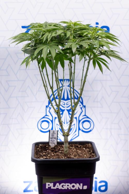 Nectar Drip #2 - Zamnesia x Tical x B&B. Week 8 - Nectar Drip #2 - Zamnesia x Tical -Topping x 16 - 1st Week Bloom