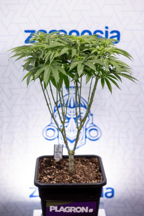 Nectar Drip #2 - Zamnesia x Tical x B&B. Week 8 - Nectar Drip #2 - Zamnesia x Tical -Topping x 16 - 1st Week Bloom