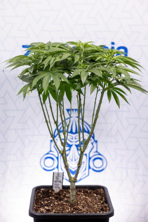 Nectar Drip #2 - Zamnesia x Tical x B&B. Week 8 - Nectar Drip #2 - Zamnesia x Tical -Topping x 16 - 1st Week Bloom