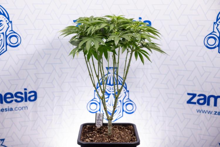 Nectar Drip #2 - Zamnesia x Tical x B&B. Week 8 - Nectar Drip #2 - Zamnesia x Tical -Topping x 16 - 1st Week Bloom