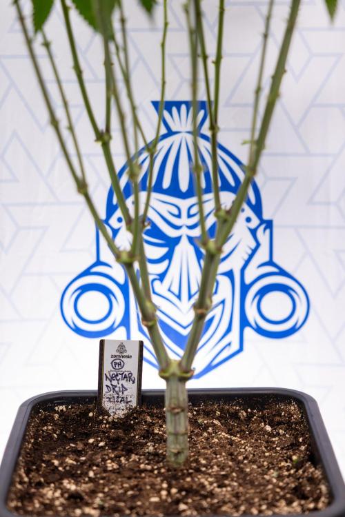 Nectar Drip #2 - Zamnesia x Tical x B&B. Week 8 - Nectar Drip #2 - Zamnesia x Tical -Topping x 16 - 1st Week Bloom
