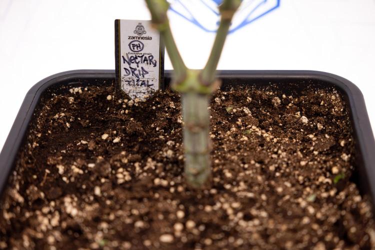 Nectar Drip #2 - Zamnesia x Tical x B&B. Week 8 - Nectar Drip #2 - Zamnesia x Tical -Topping x 16 - 1st Week Bloom