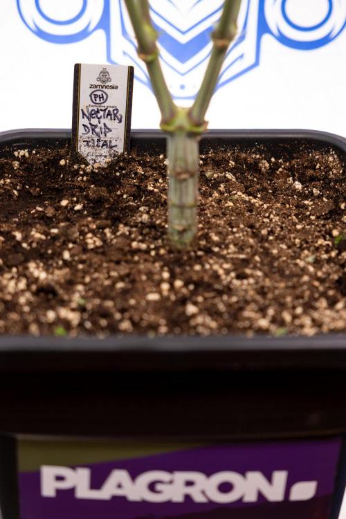Nectar Drip #2 - Zamnesia x Tical x B&B. Week 8 - Nectar Drip #2 - Zamnesia x Tical -Topping x 16 - 1st Week Bloom