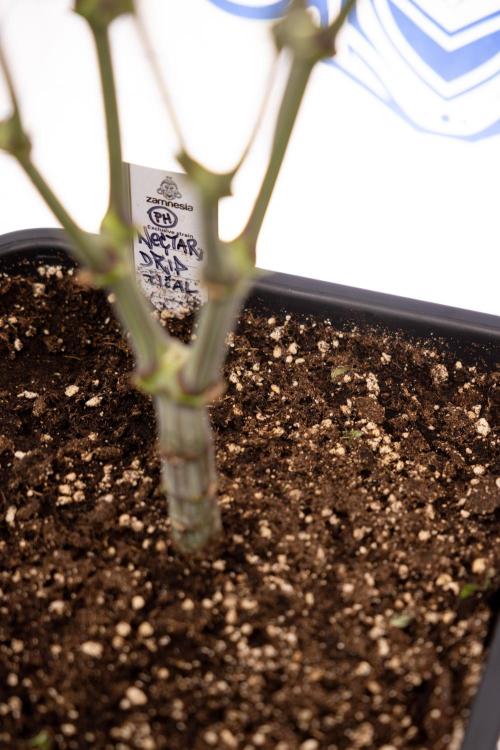 Nectar Drip #2 - Zamnesia x Tical x B&B. Week 8 - Nectar Drip #2 - Zamnesia x Tical -Topping x 16 - 1st Week Bloom