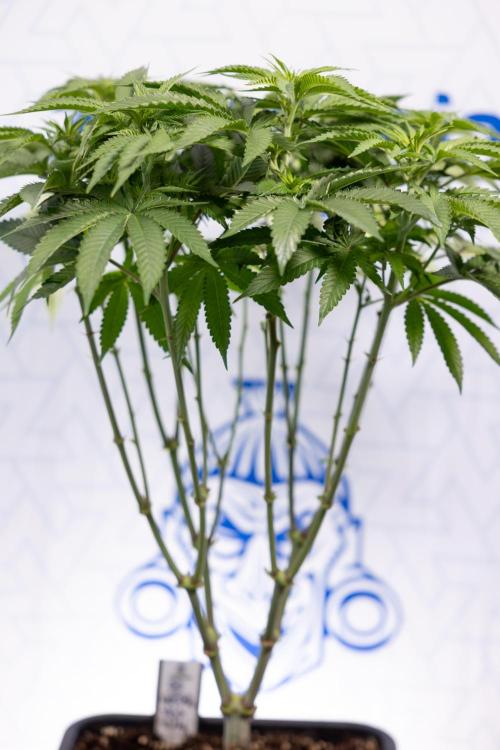 Nectar Drip #2 - Zamnesia x Tical x B&B. Week 8 - Nectar Drip #2 - Zamnesia x Tical -Topping x 16 - 1st Week Bloom