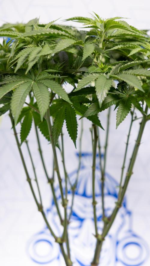 Nectar Drip #2 - Zamnesia x Tical x B&B. Week 8 - Nectar Drip #2 - Zamnesia x Tical -Topping x 16 - 1st Week Bloom